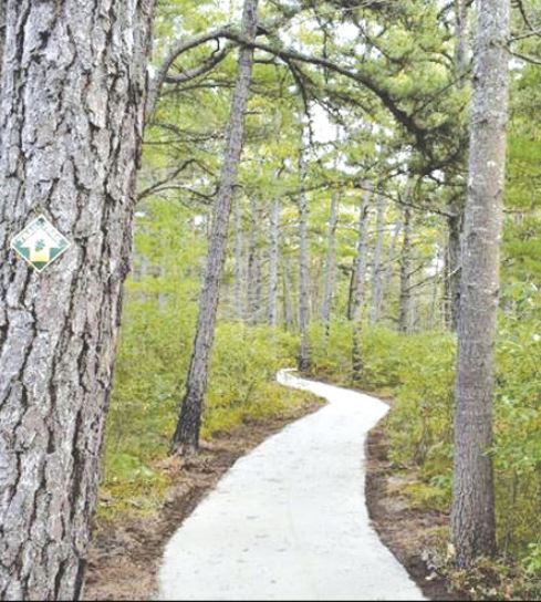 The new accessible trail in the Ossipee Pine Barrens