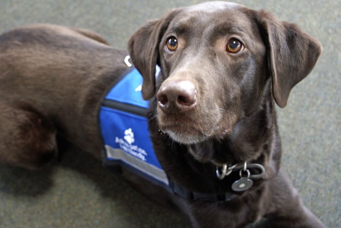 Brown service dog with blue vest 